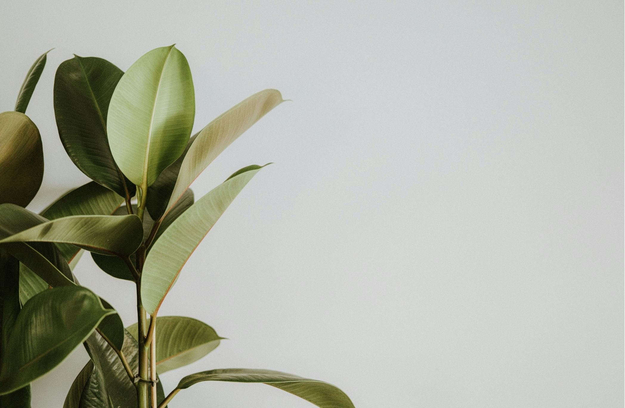 Close-up of green houseplant leaves against a plain, light-colored background.