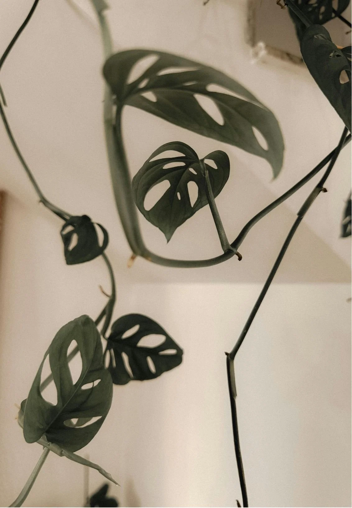 Close-up of a hanging Monstera plant with dark green, split leaves against a plain white background.