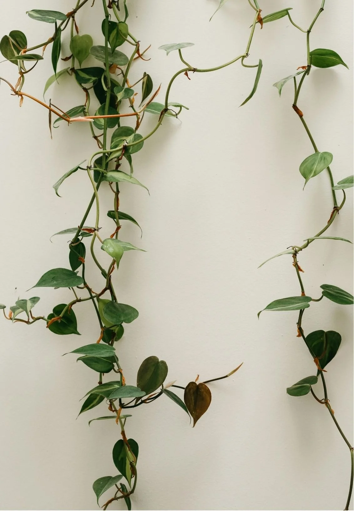 Vines with green and variegated leaves hanging against a white wall.
