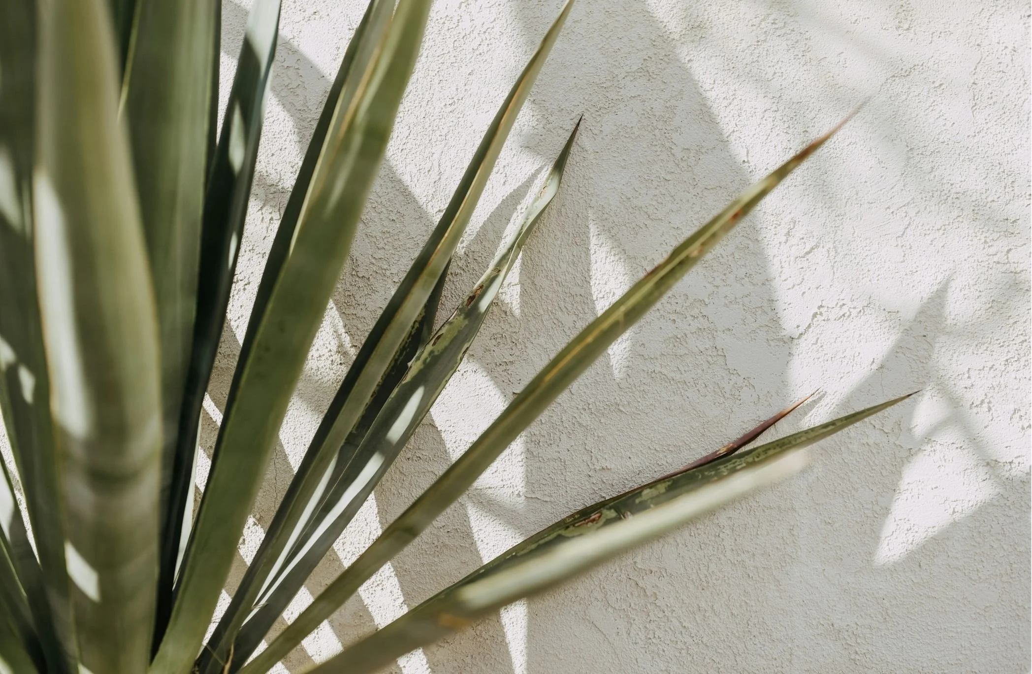 Close-up of a plant with long, pointed, striped leaves casting shadows on a textured white wall.