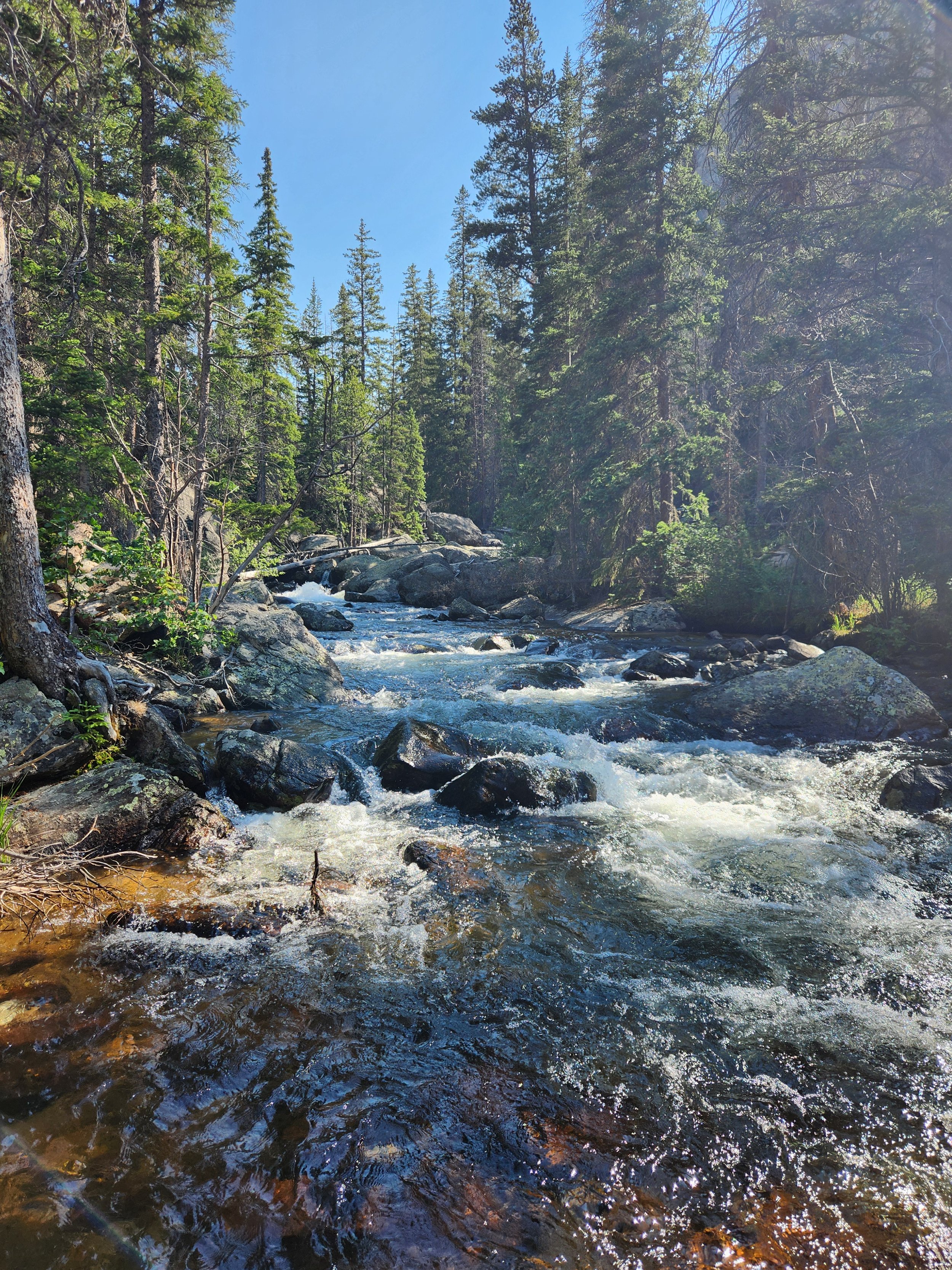 A stream flowing through a dense forest with tall pine trees under a clear blue sky in Colorado.