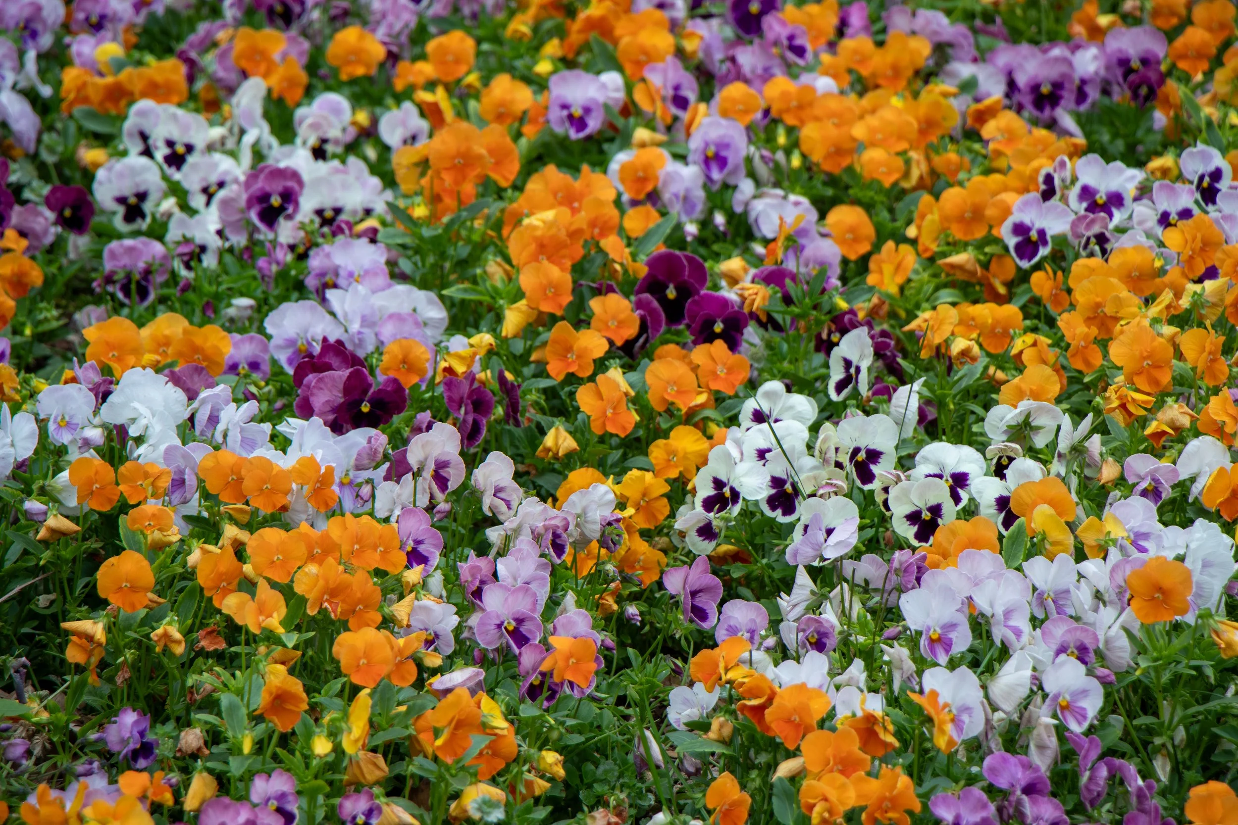 A colorful bed of pansy flowers in shades of orange, purple, white, and yellow.
