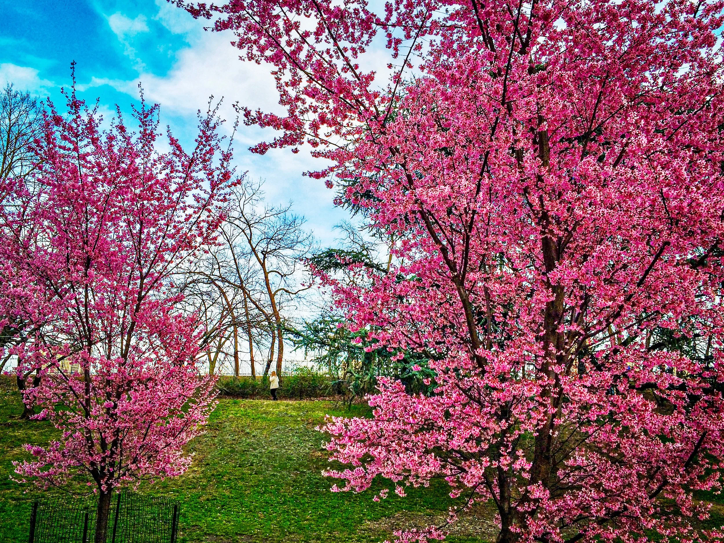 Between the Blossoms