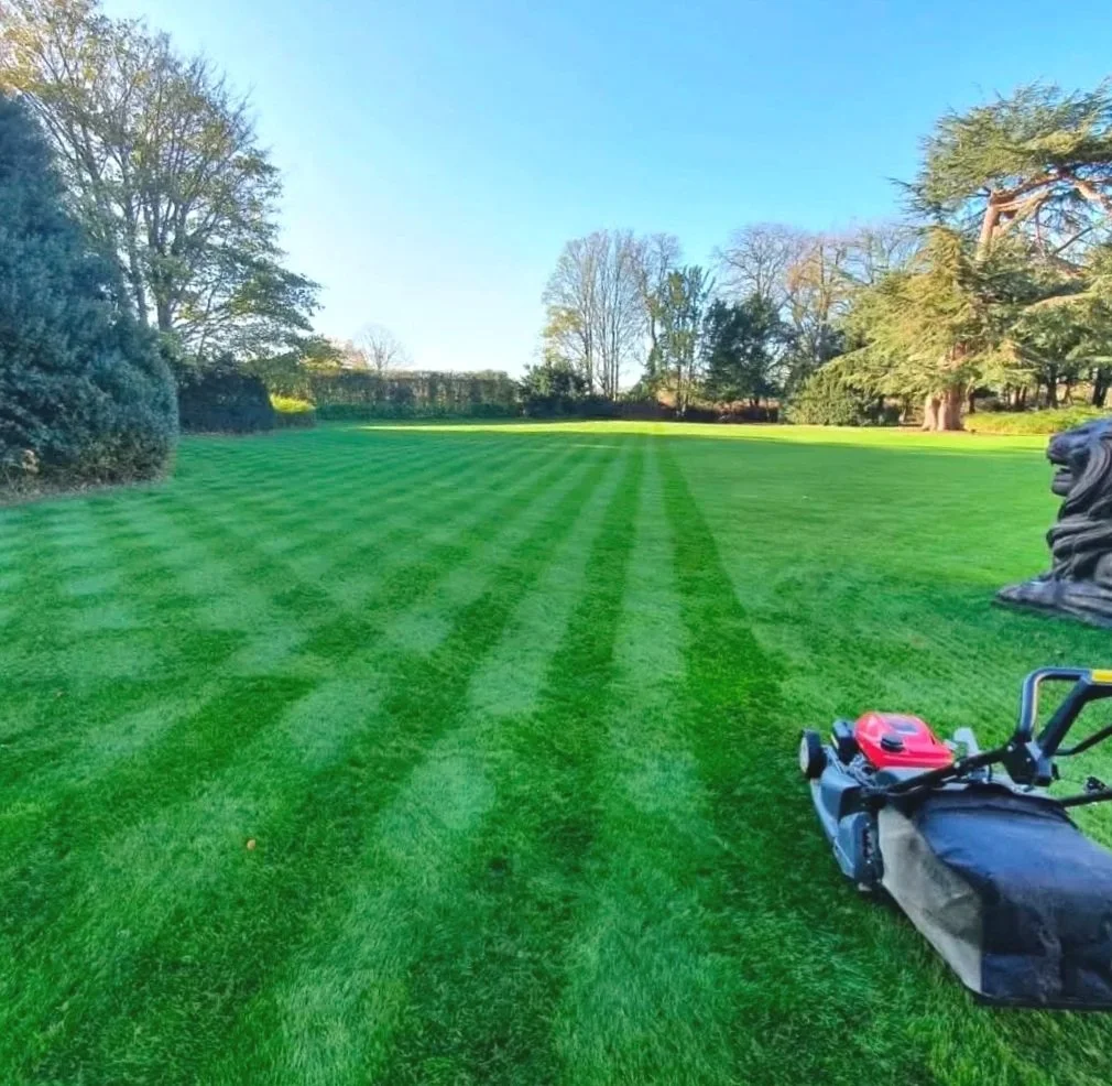 Lawn being mowed with a grass trimmer on a bright, sunny day in a spacious backyard with trees and shrubs.