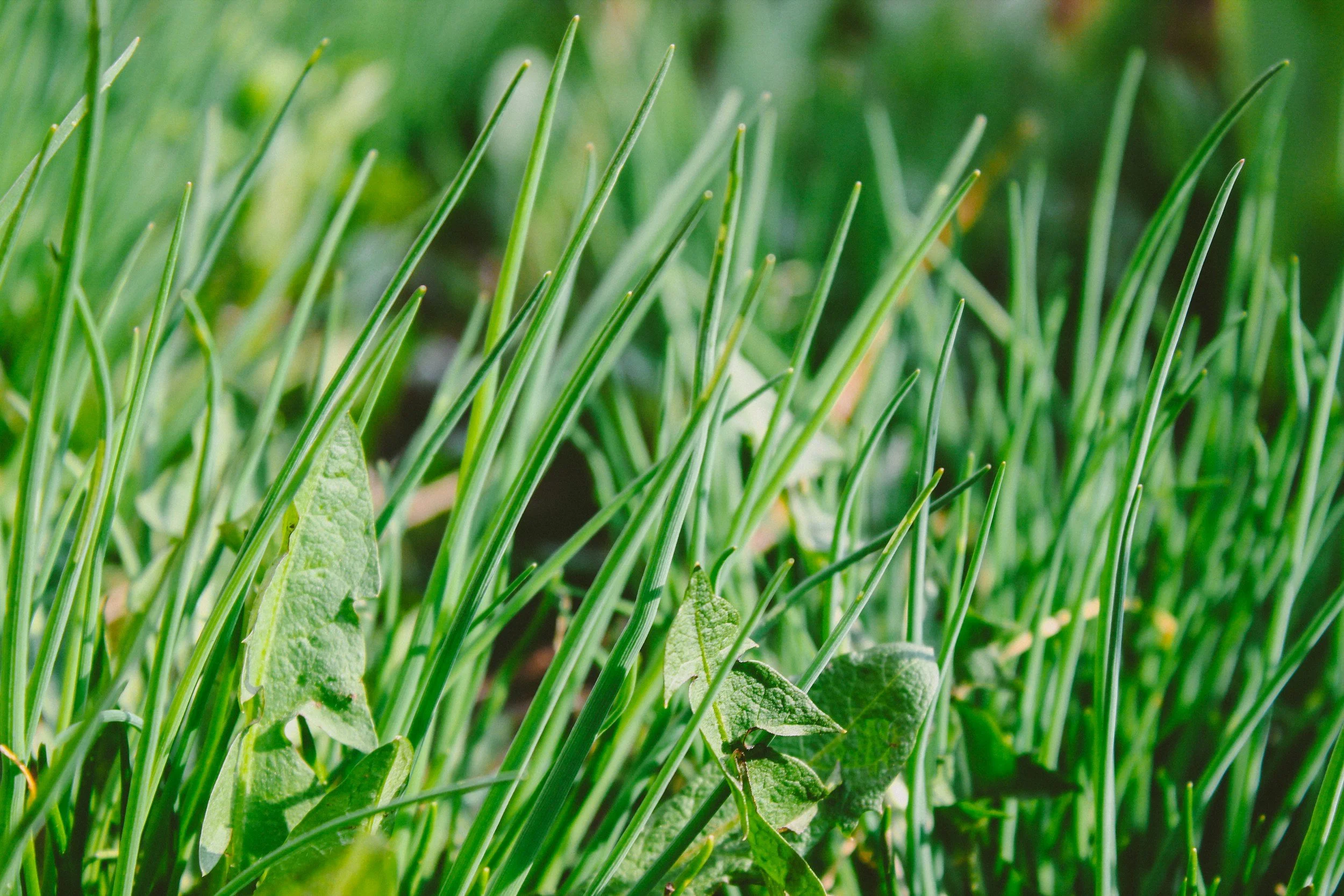 Close-up of green grass blades and weeds in a garden