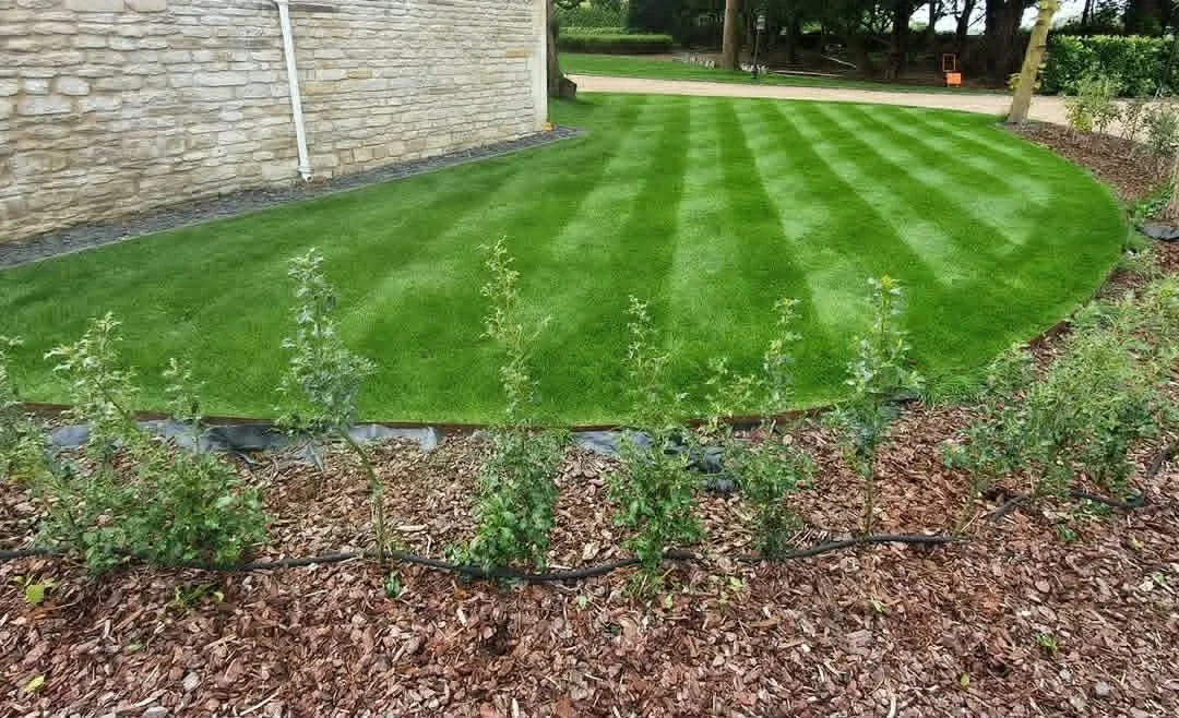 A neatly manicured lawn with fresh green grass and a border of a flower bed with small plants and mulch, next to a stone wall on an outdoor yard.