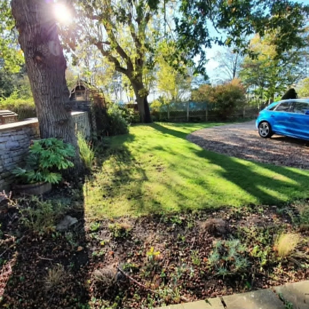 Sunlit backyard cleared of leaves, with green grass, trees, and a blue car parked on a gravel driveway.