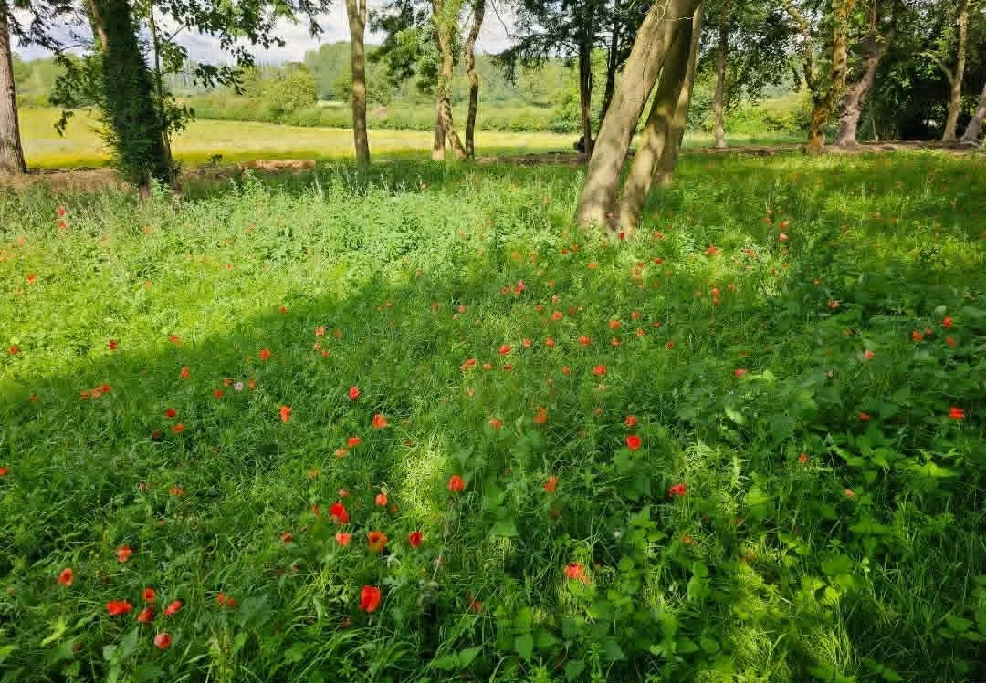 A grassy area with wild flowers, surrounded by trees in a park or garden setting.