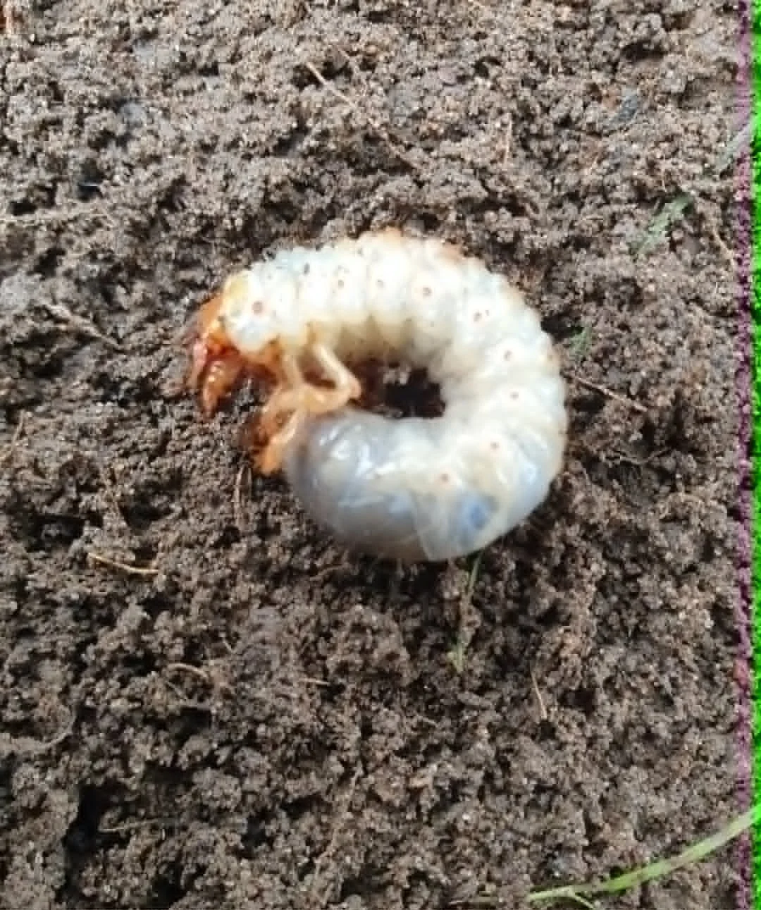 Close-up of a white grub worm with a curved body, partially buried in dark soil.