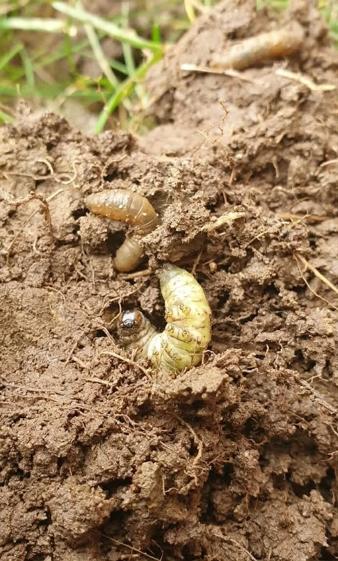 Close-up of a grub worm emerging from dark brown soil, with a second grub nearby and some green grass in the background.