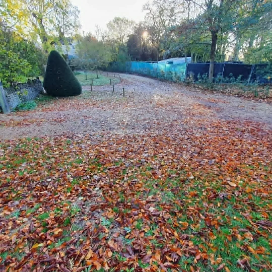 A driveway covered with fallen autumn leaves, lined with trees and shrubs, with a curved pathway leading into a green space.