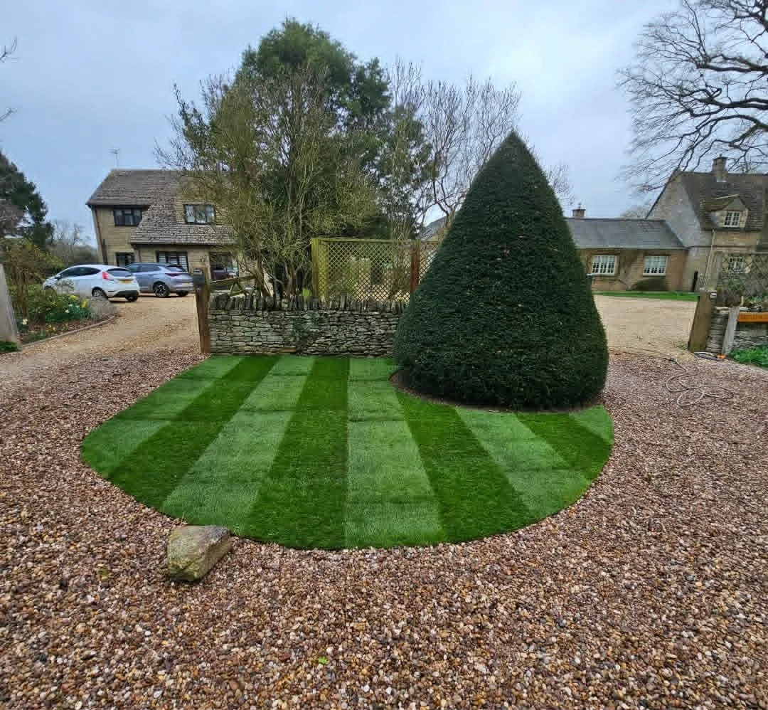 A well-maintained lawn with alternating light and dark green grass strips, bordered by a gravel area, with a large cone-shaped bush, trees, and houses in the background.