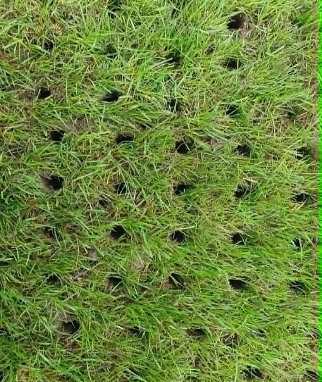 A patch of green grass with small black holes scattered throughout.