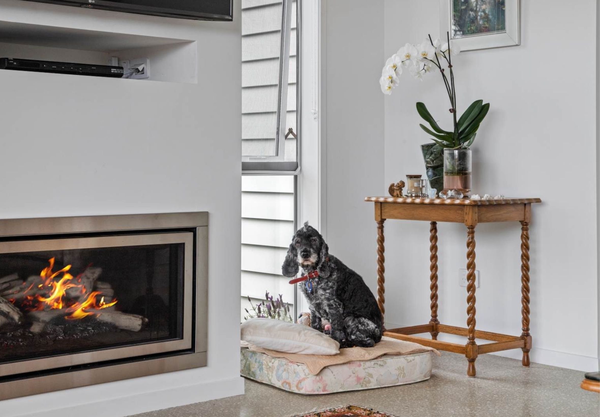 A cozy living room with a lit fireplace, a black and white dog sitting on a cushion, a wooden table with a potted orchid and decorative rocks, a window with open blinds, and framed artwork on the wall.