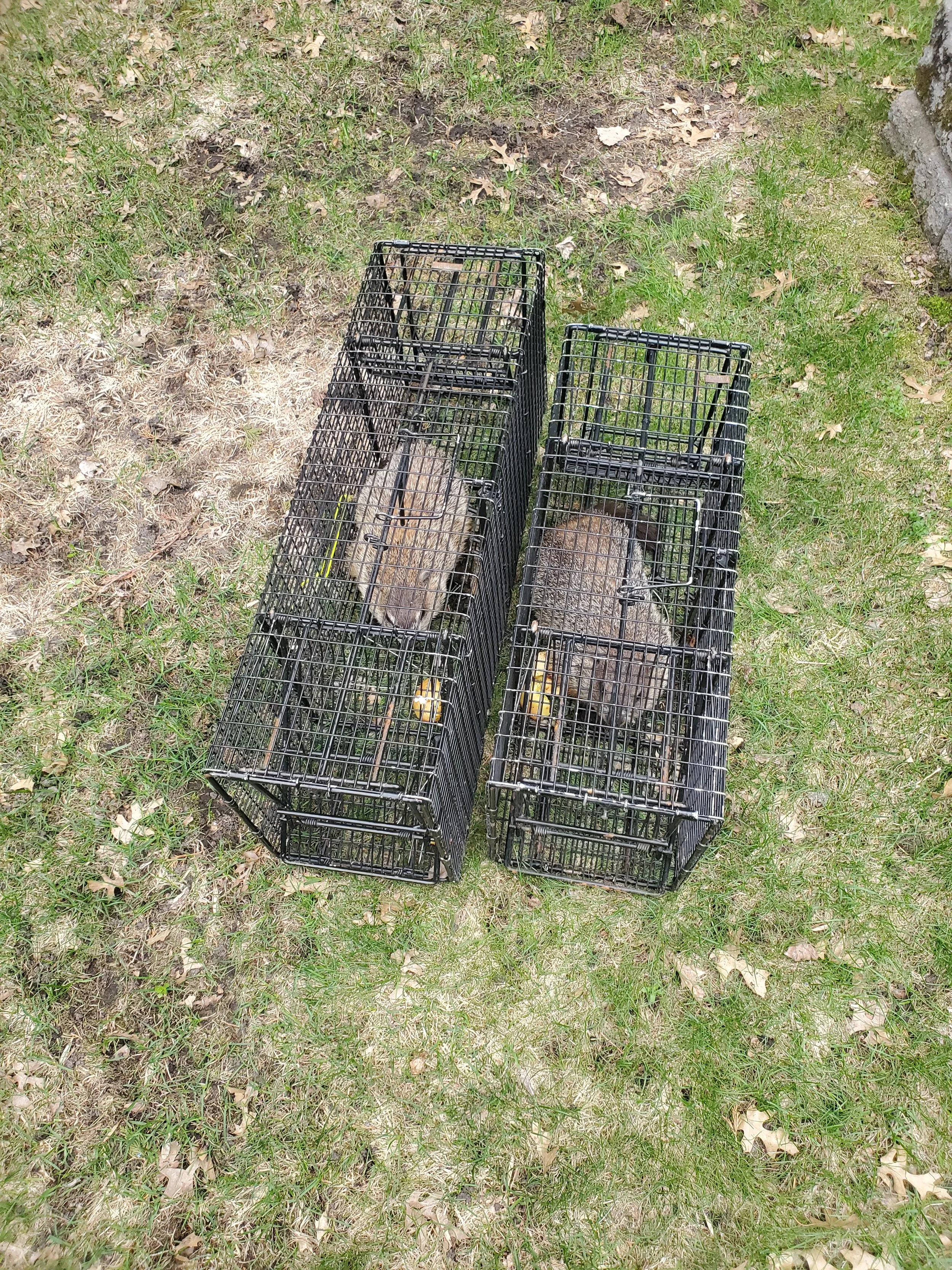 2 groundhogs aka woodchucks caught at a client's home that were burrowing under the deck.