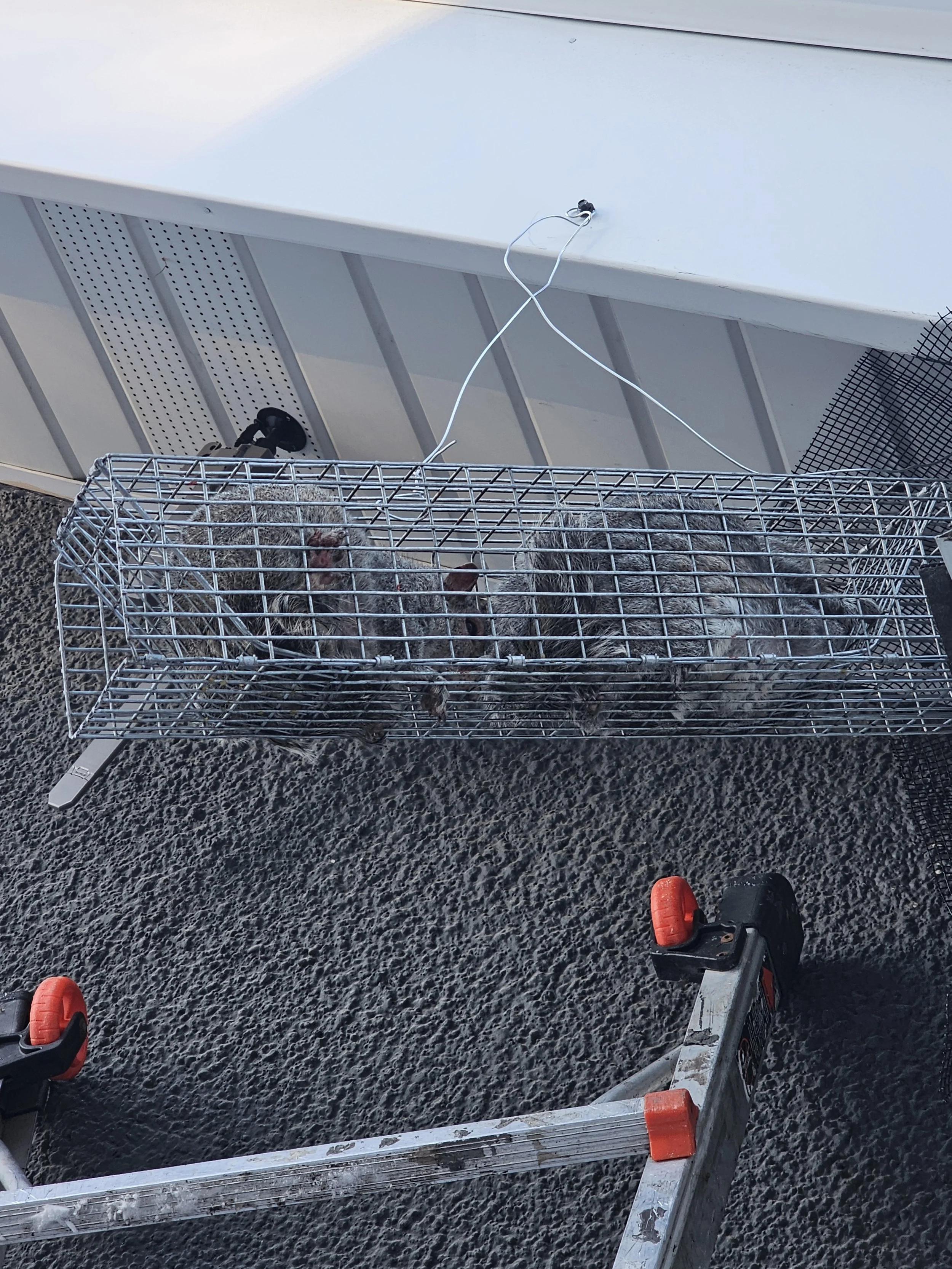 3 grey squirrels caught in a repeater funnel trap 