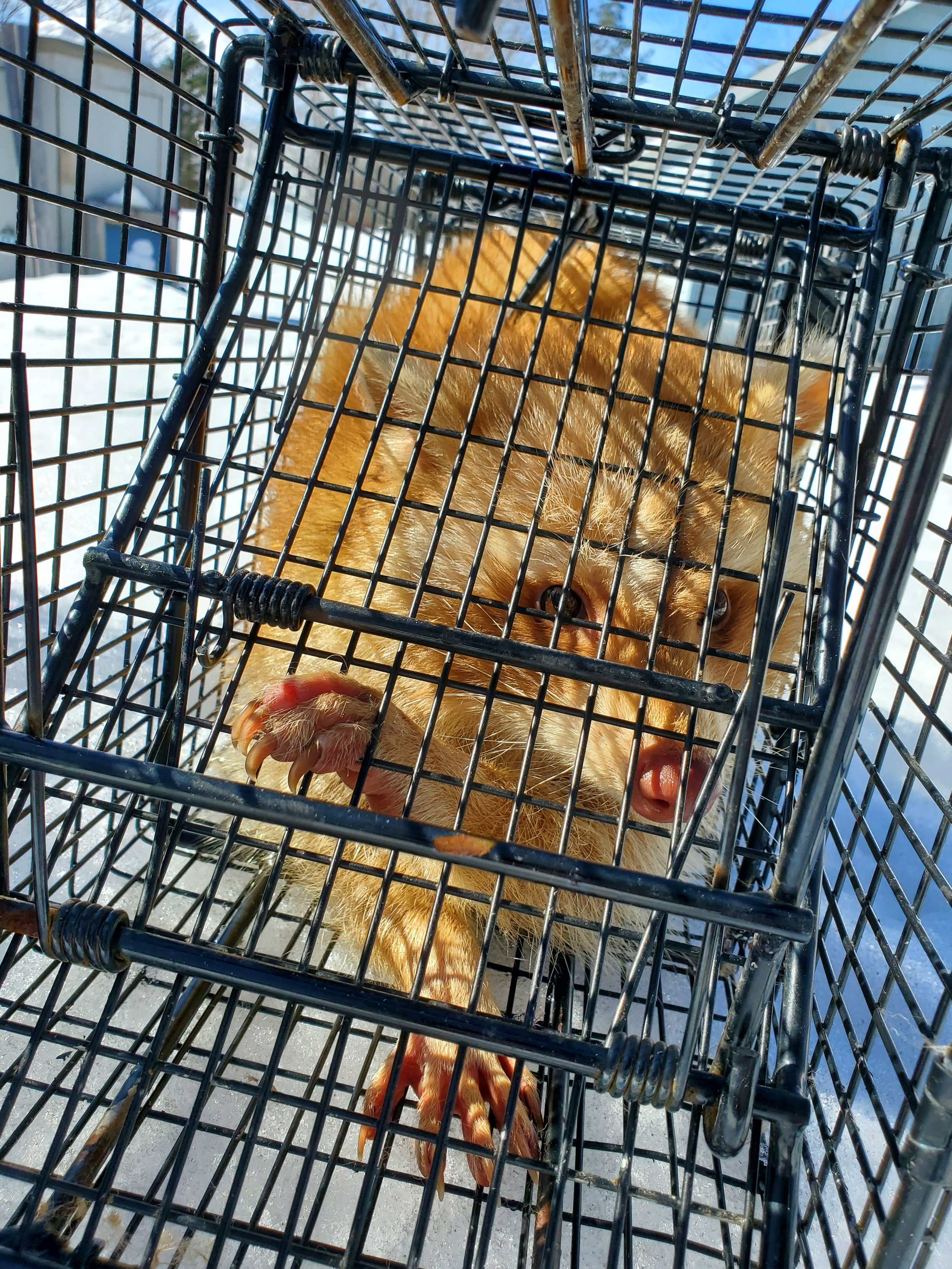 Rare blonde raccoon caught at a client's lake home. One of 13 total raccoons caught during our population control trapping series