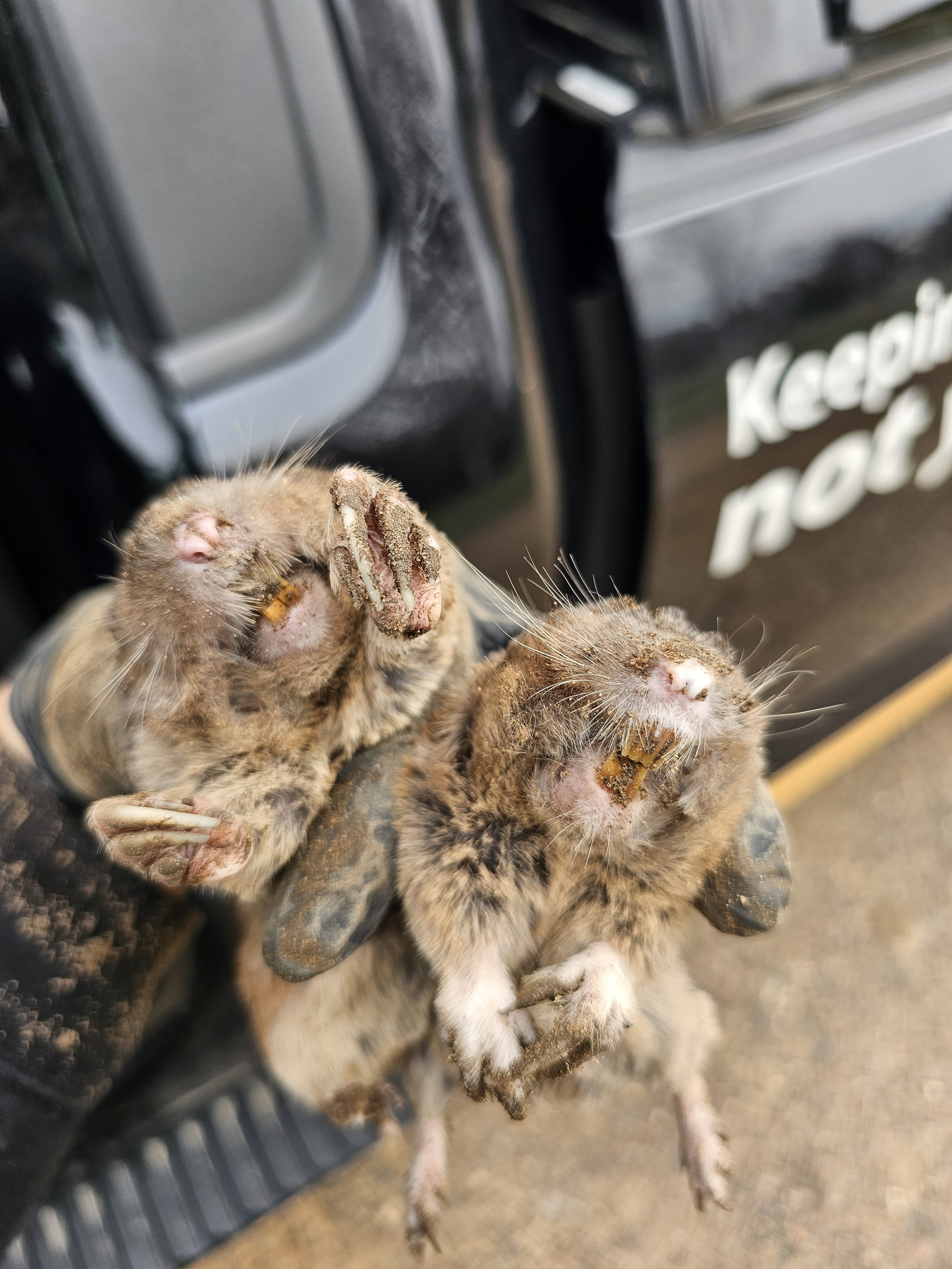 Pocket gophers
