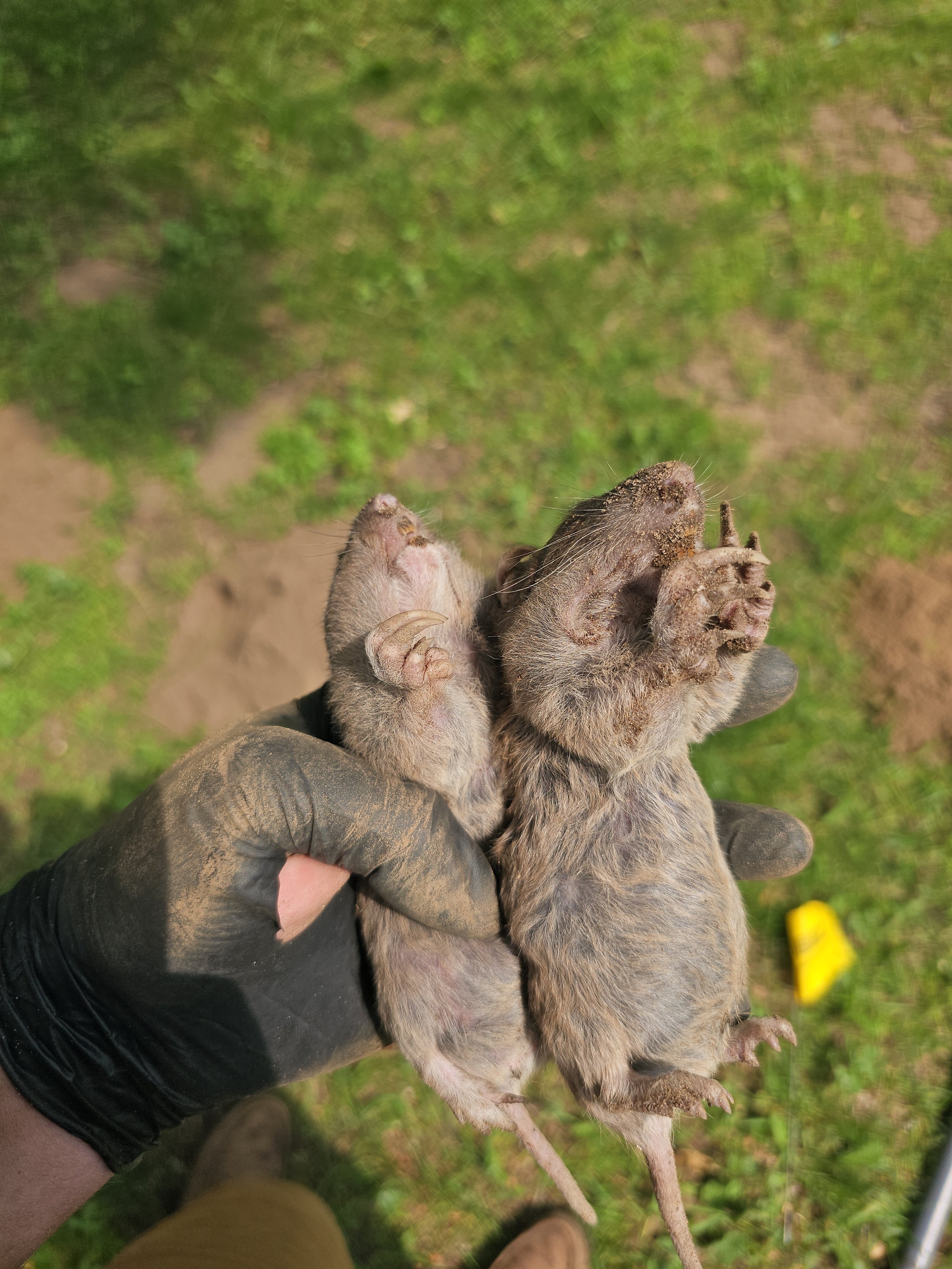 Pocket gophers