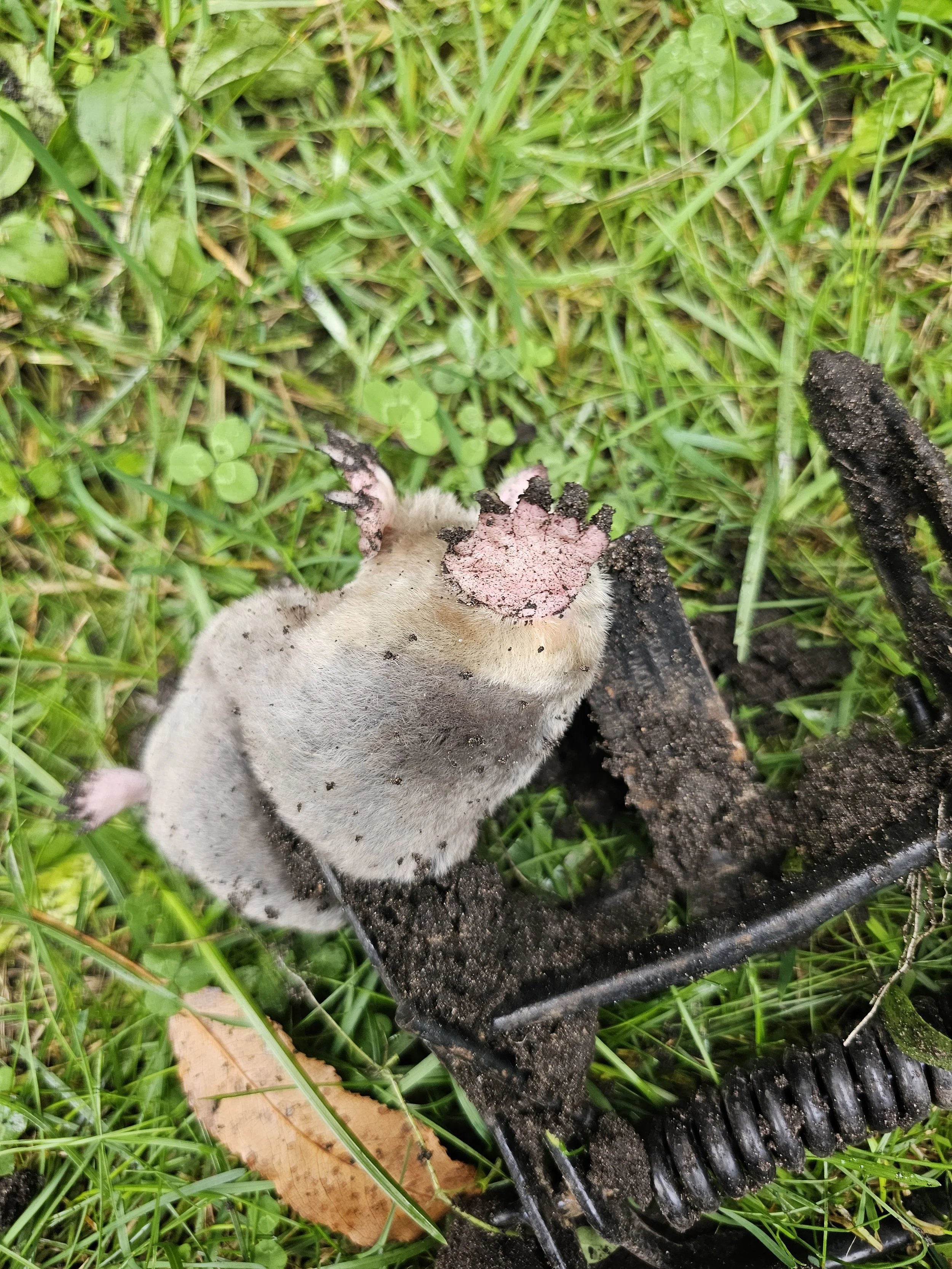 Mole caught in body grip mole trap
