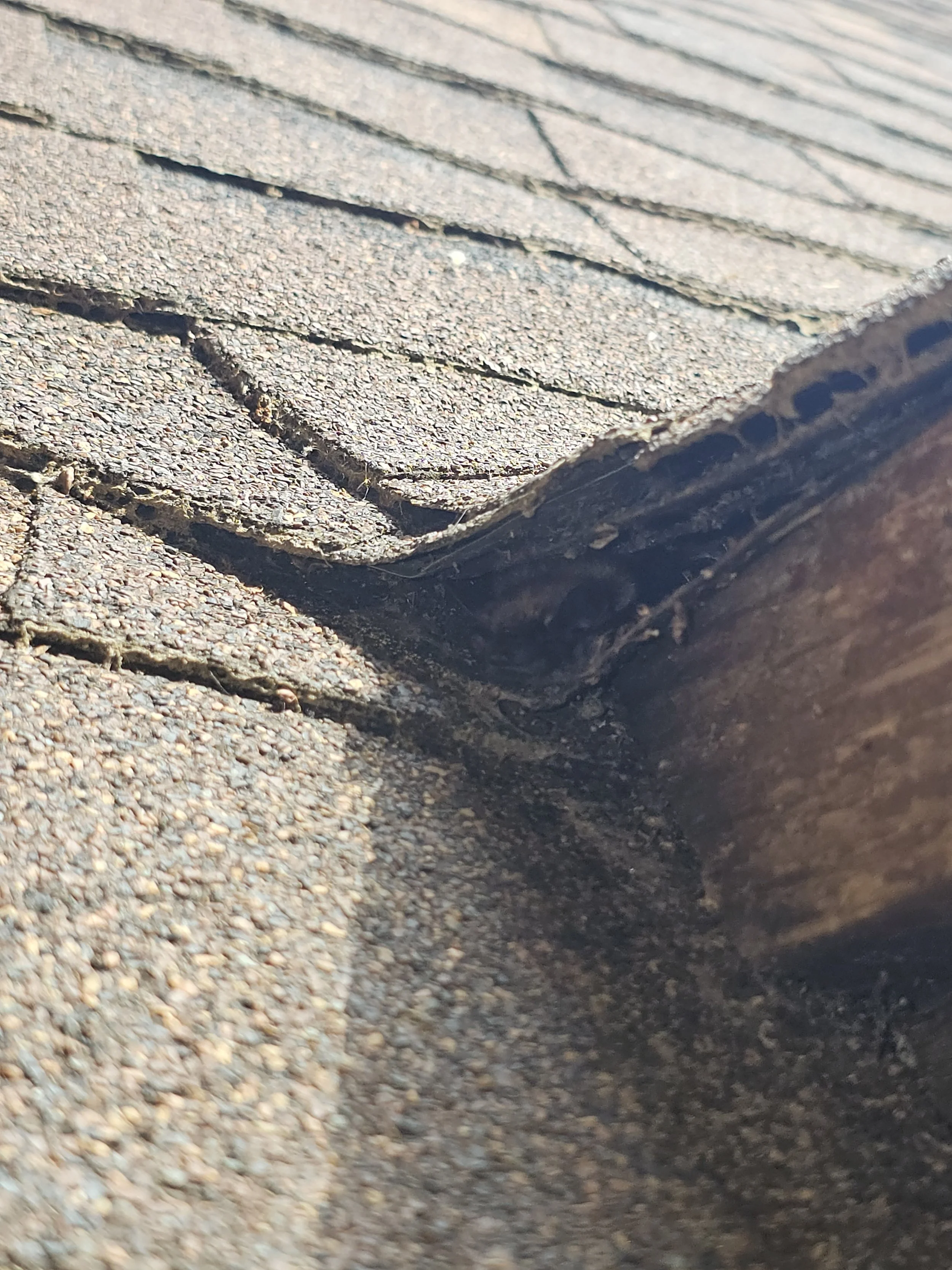 Bat tucked into rain valley shingles on a soffit junction