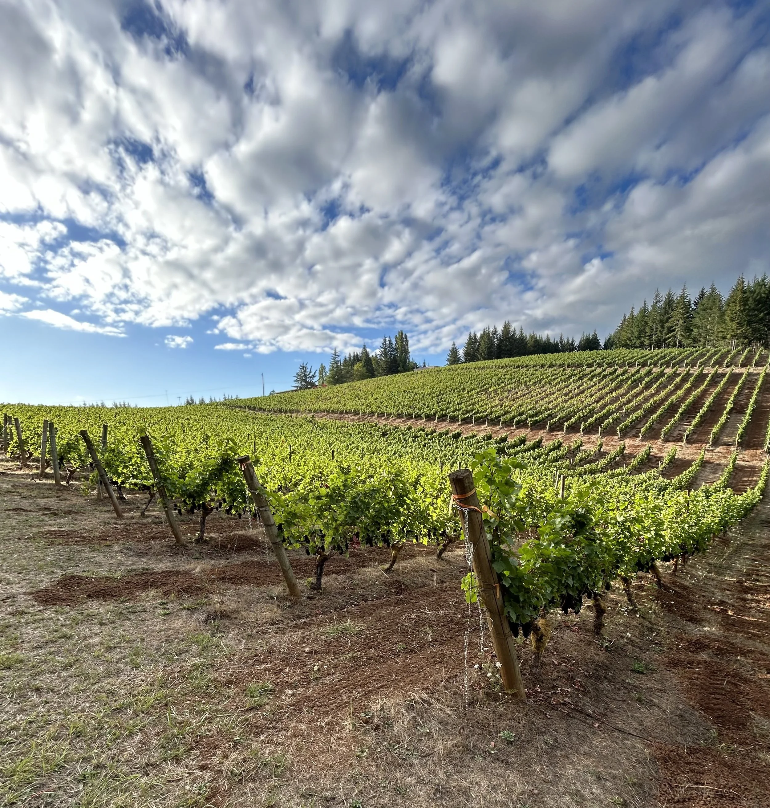 A vineyard with rows of grapevines on sloped land, under a partly cloudy sky with patches of blue and white clouds, and a line of evergreen trees in the background.