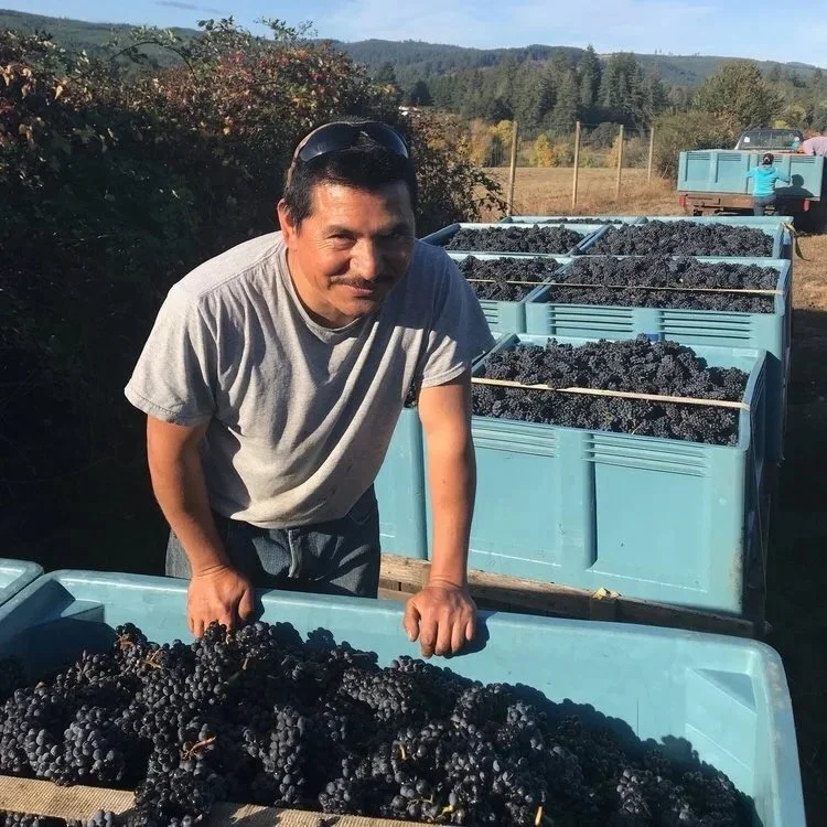 A man leaning on a large blue bin filled with harvested black grapes, outdoors in a vineyard during daytime with rolling hills in the background.