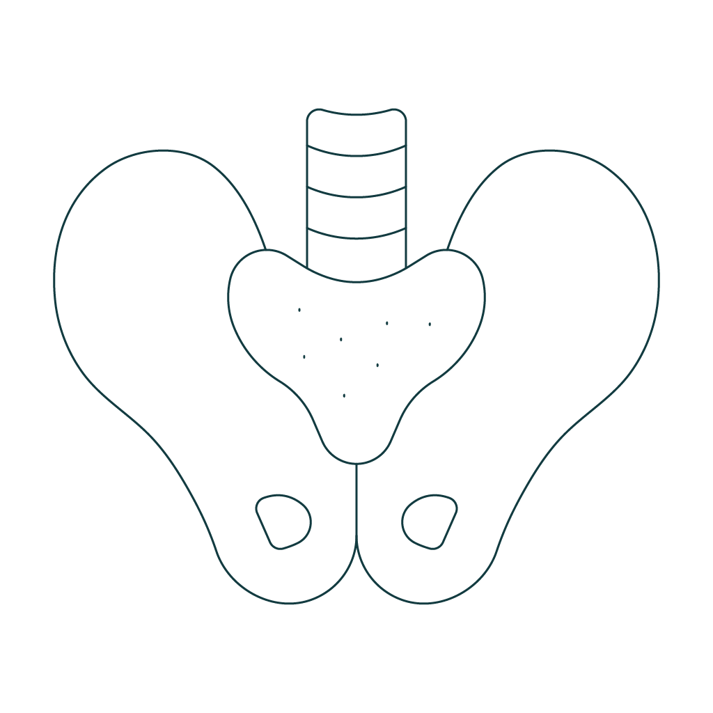 Line drawing of the pelvis, skeletal system.