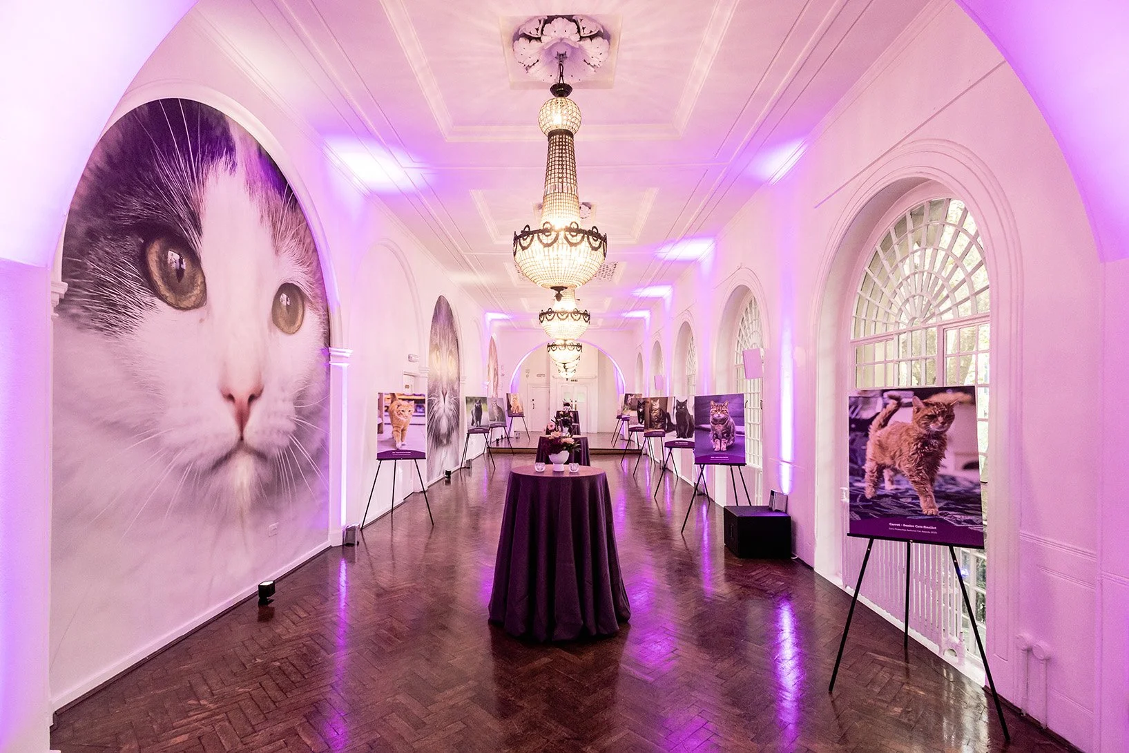 An exhibition in a spacious, elegant room with high arched windows, chandelier lighting, and purple accent lighting. Large photographs of cats and kittens are displayed on easels along the walls, and a table with purple tablecloth and floral arrangement is in the center.