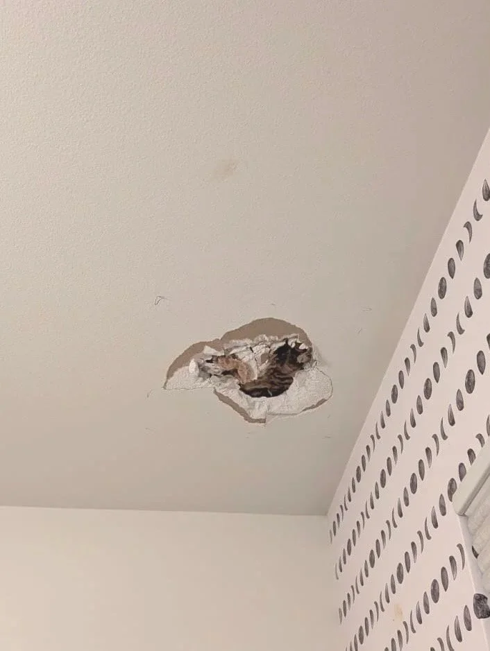 Ceiling with a hole exposing wooden beams and insulation.