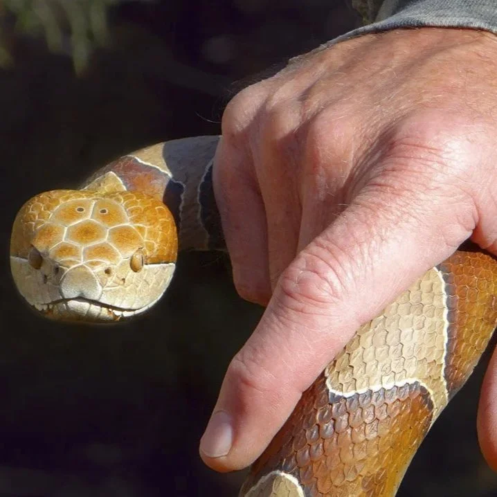 copperhead+cane+84+finished+YT.jpg