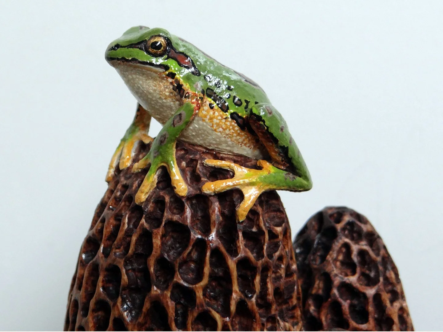 Frog Morel Squarespace 4.jpg