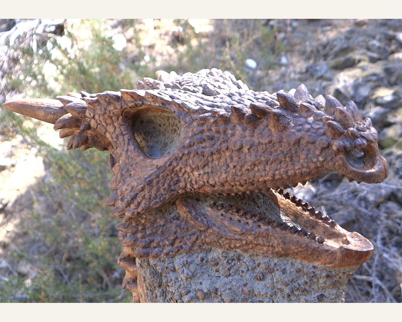 Dracorex Squarespace 5.jpg