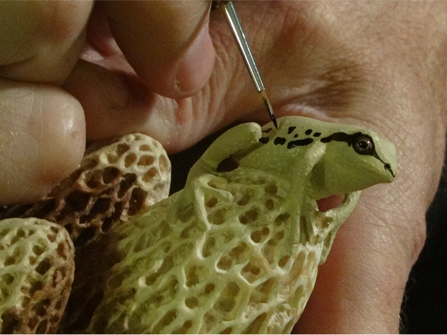 Frog Morel Squarespace 3.jpg