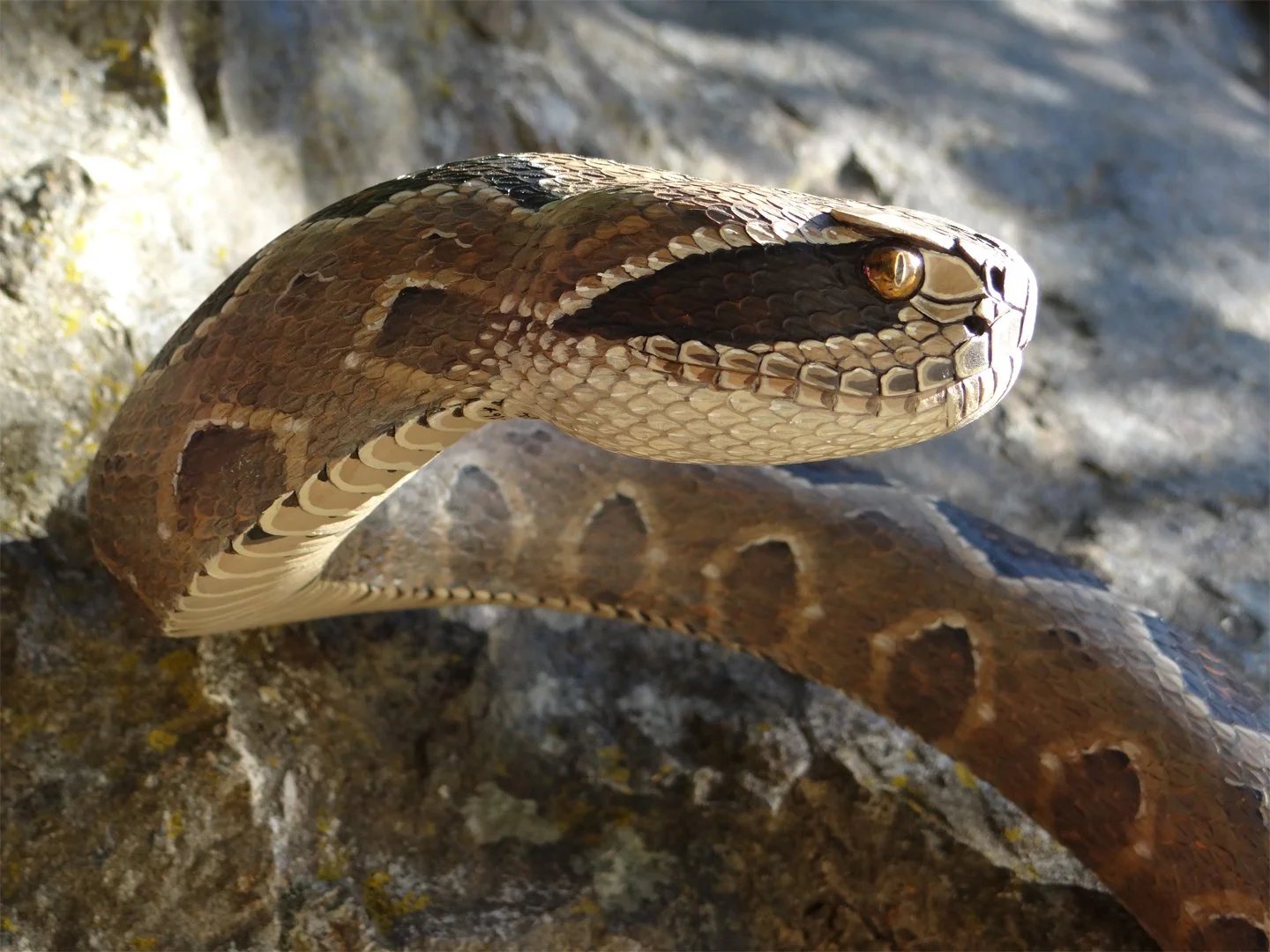 Rattlesnake Cane  Squarespace 2.jpg