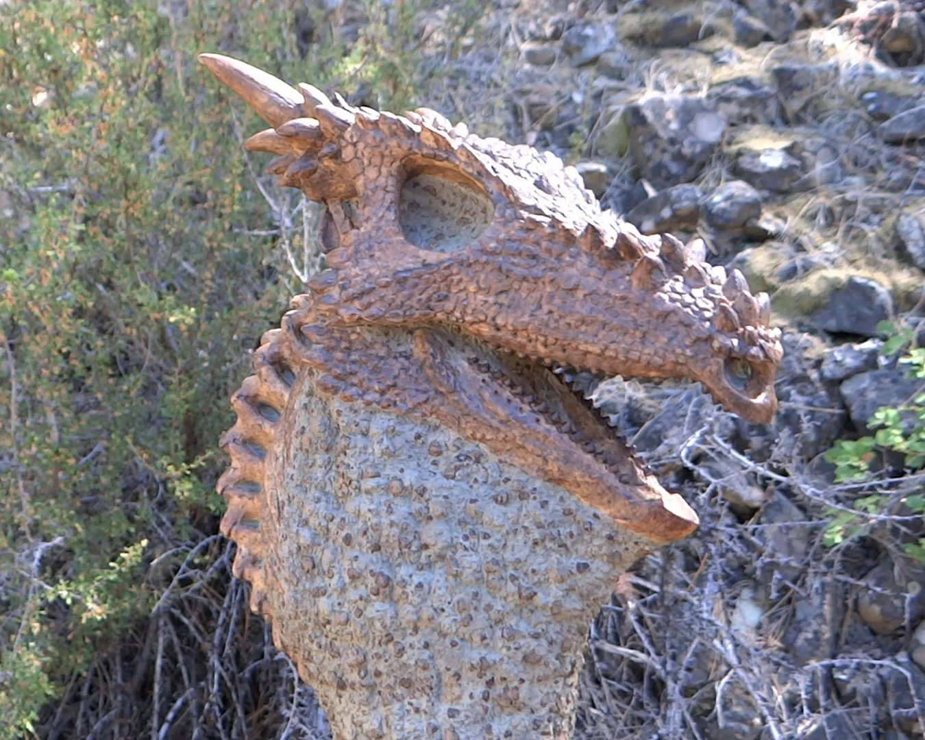Dracorex Squarespace 3.jpg
