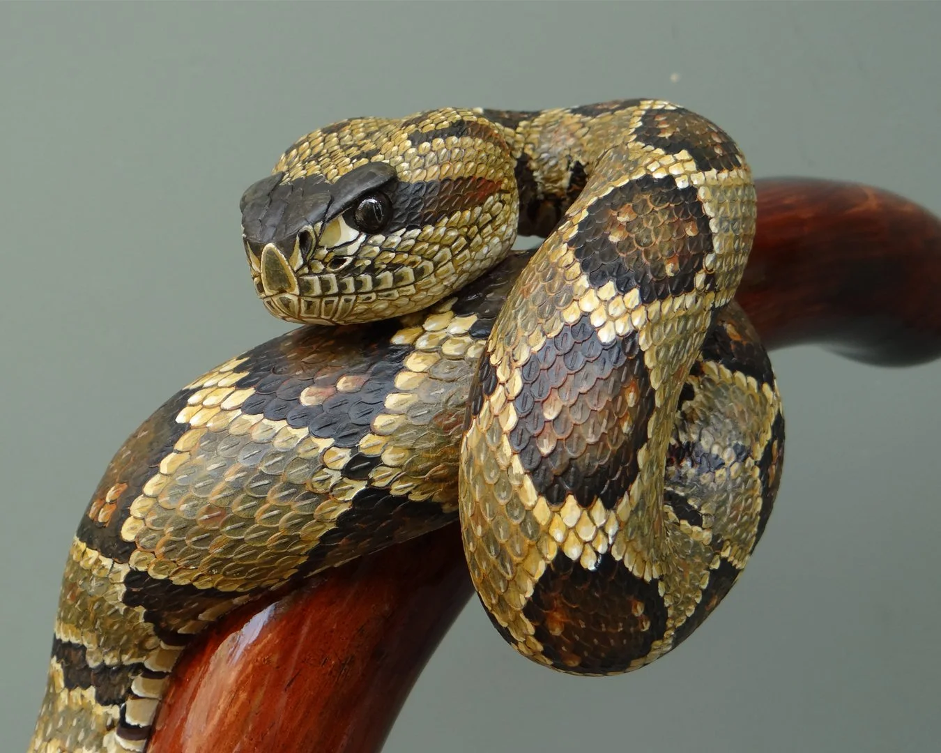 Black Tailed Rattler Squarespace 3.jpg