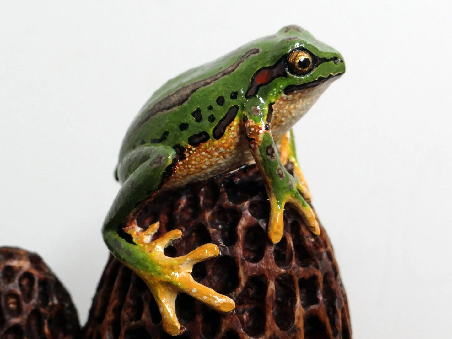 Frog Morel Squarespace 1.jpg