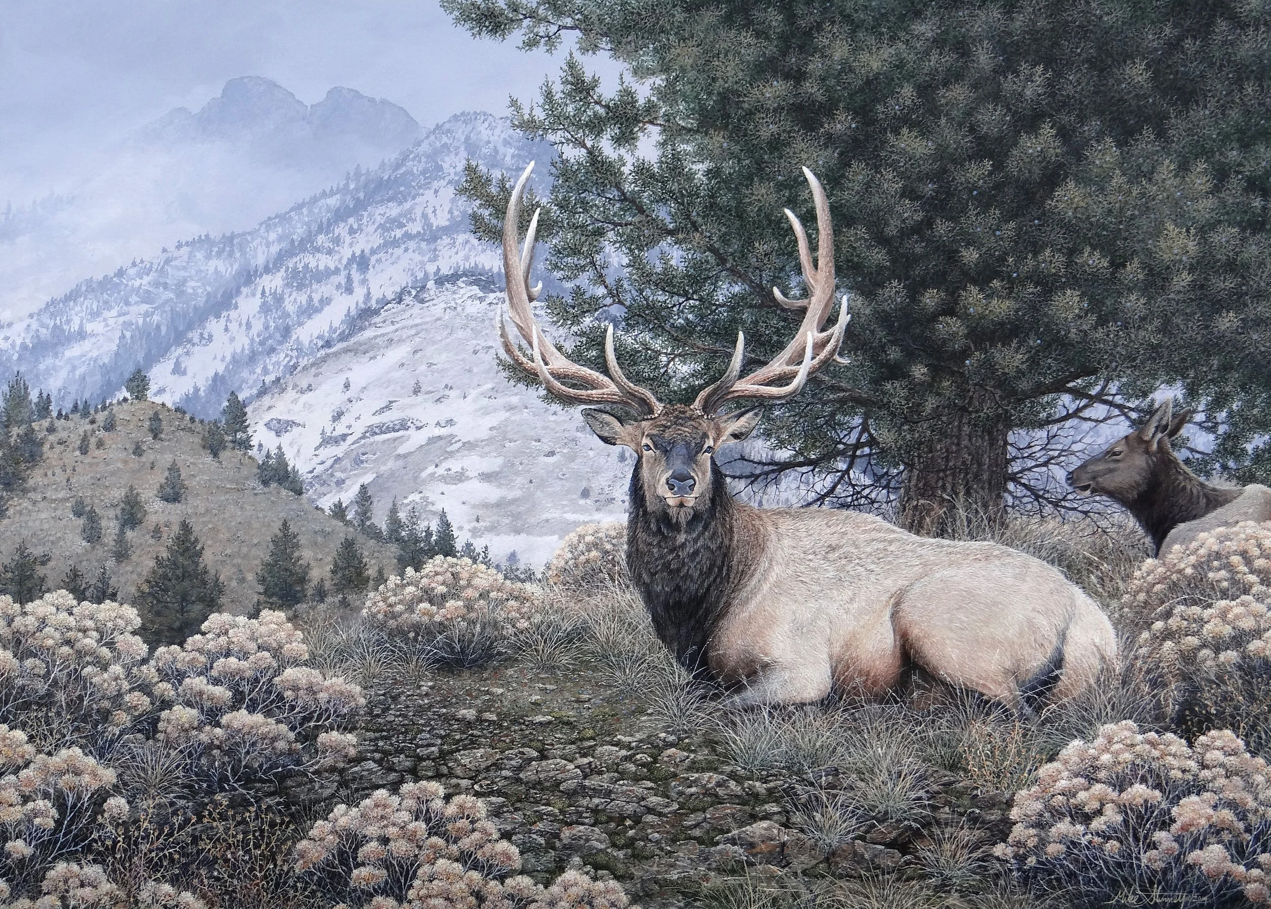 Mike Stinnett's painting features a bull and cow elk bedded down beneath a juniper tree on a hilltop in wintertime. A large mountain is visible in the foggy background.