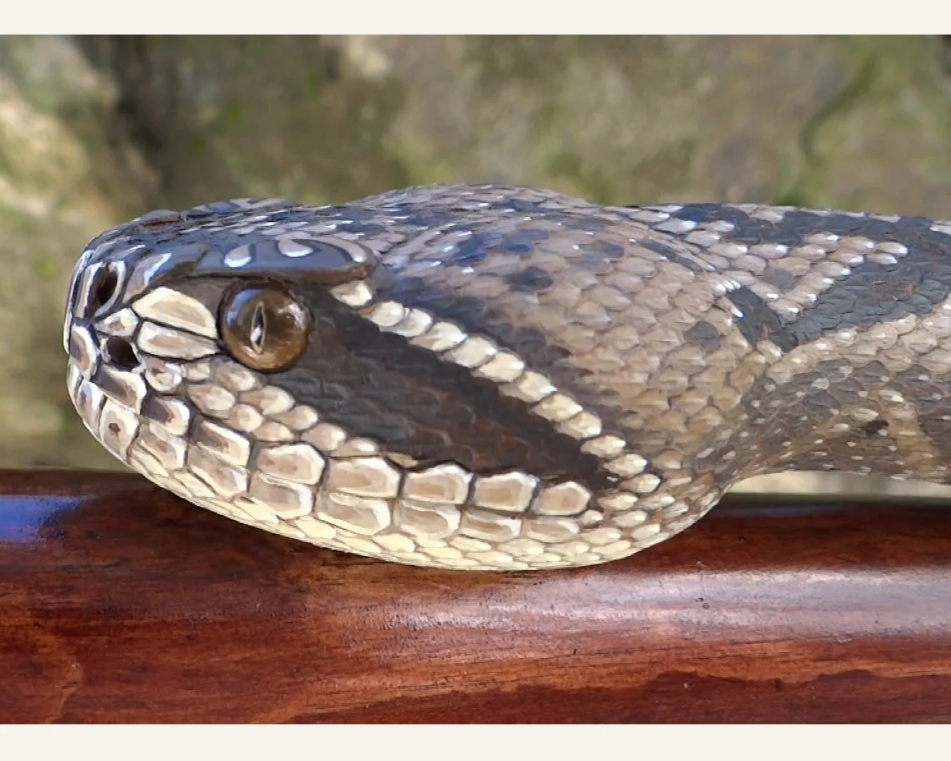 Rattler 88 stick pic 2 copy.jpg