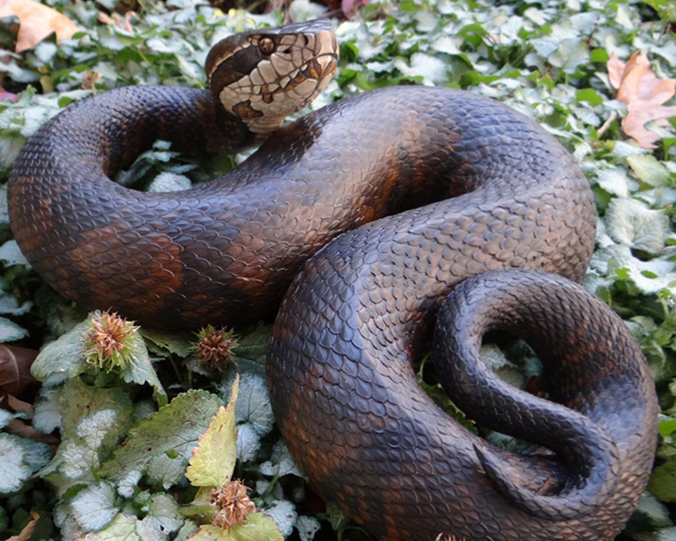 Swamp Moccasin Squarespace 2.jpg