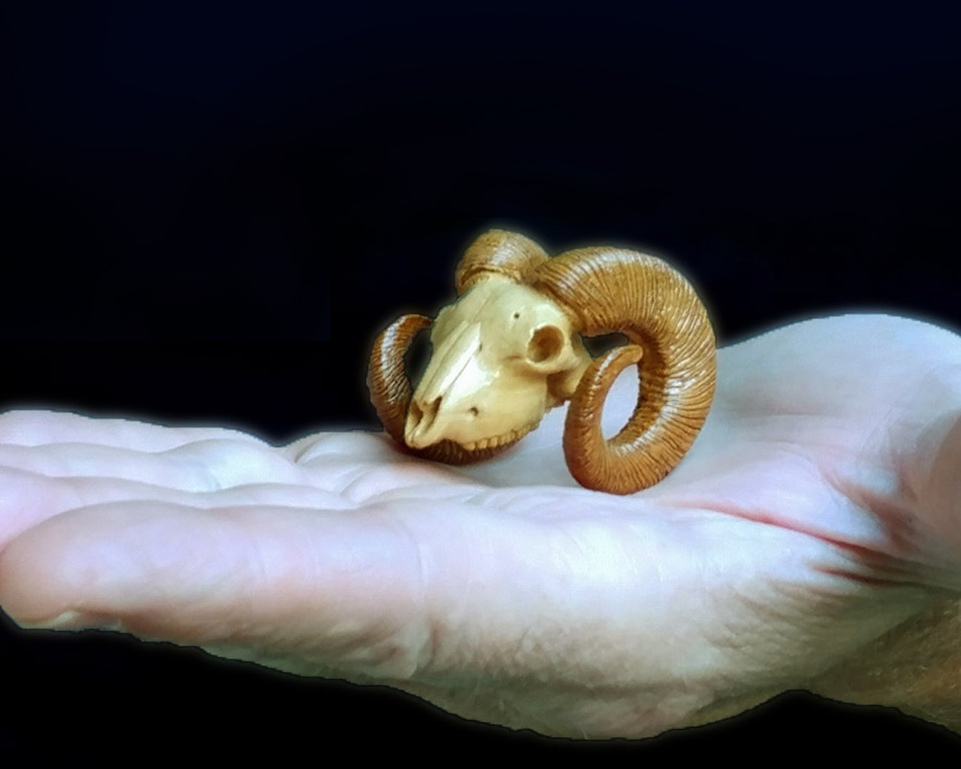 Ram Skull Squarespace 1.jpg