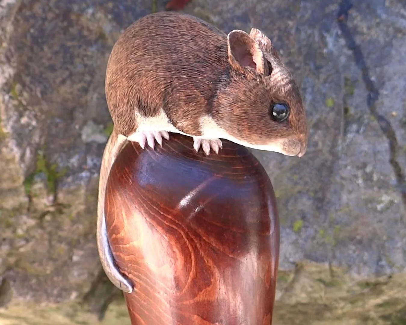 Rattler mouse 88 stick pic 4.jpg