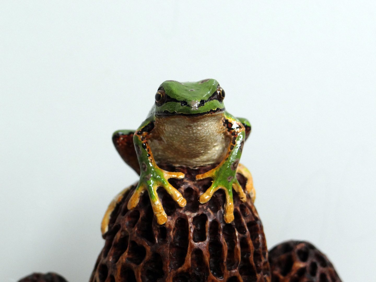 Frog Morel Squarespace 6.jpg