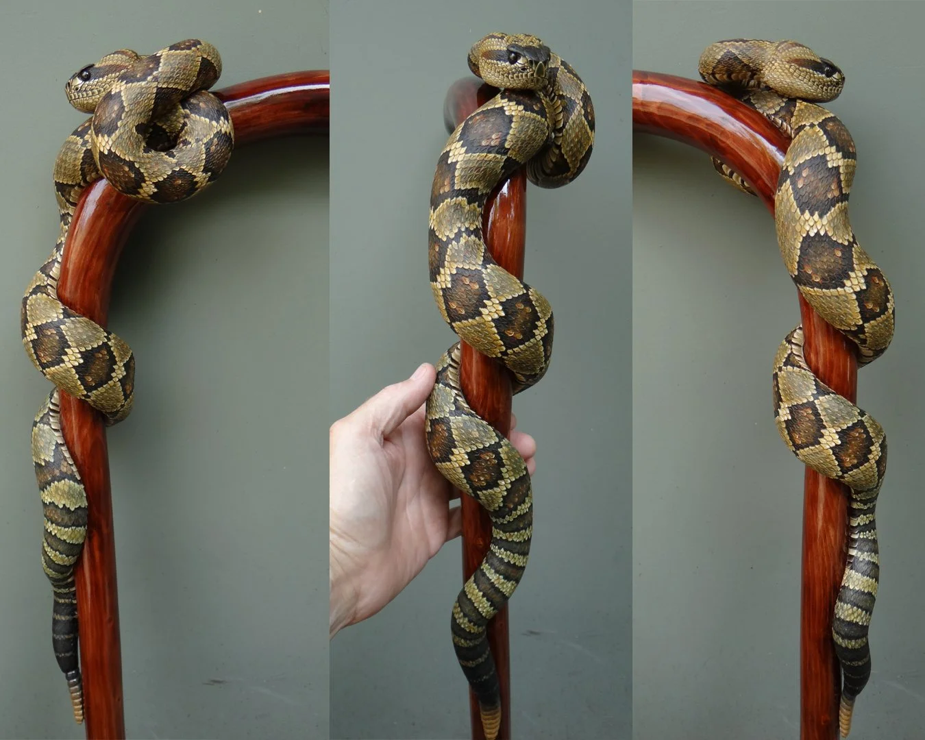 Black Tailed Rattler Squarespace 1.jpg