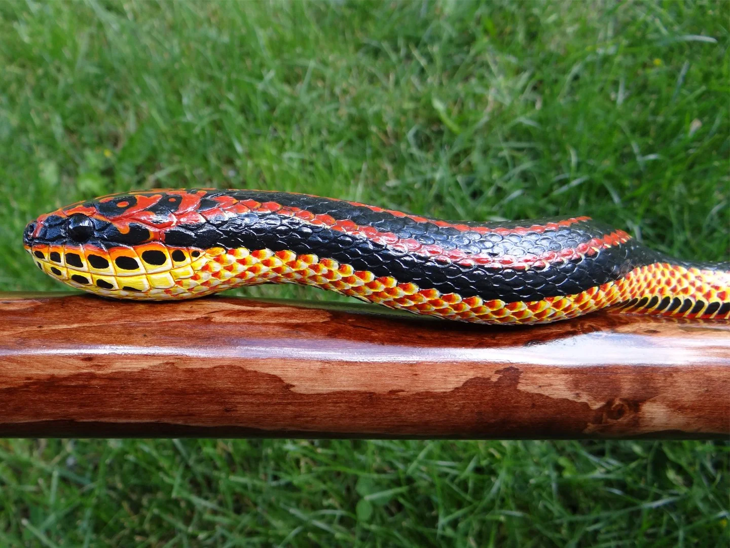 Rainbow Snake and Cicaida Squarespace 2.jpg