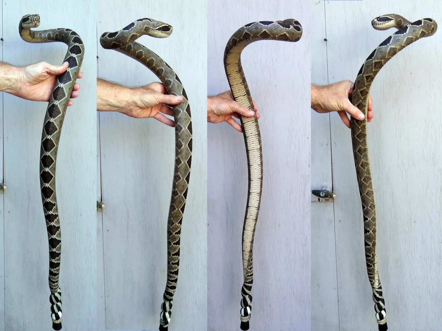 Rattlesnake Cane  Squarespace 3.jpg