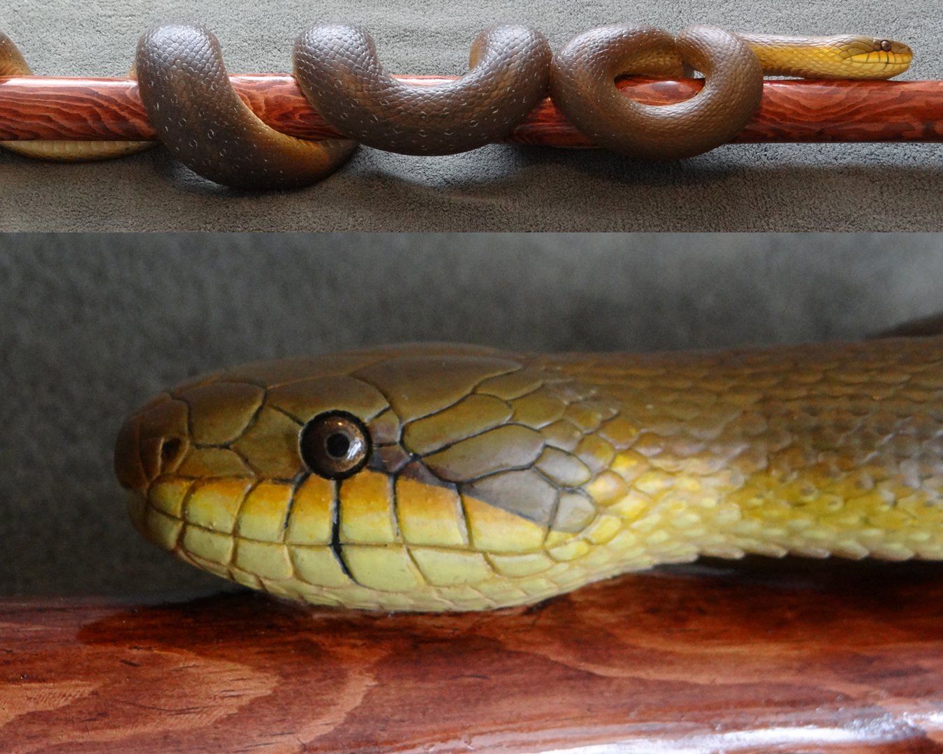 Aesculapian Snake Stick Squarespace 3.jpg