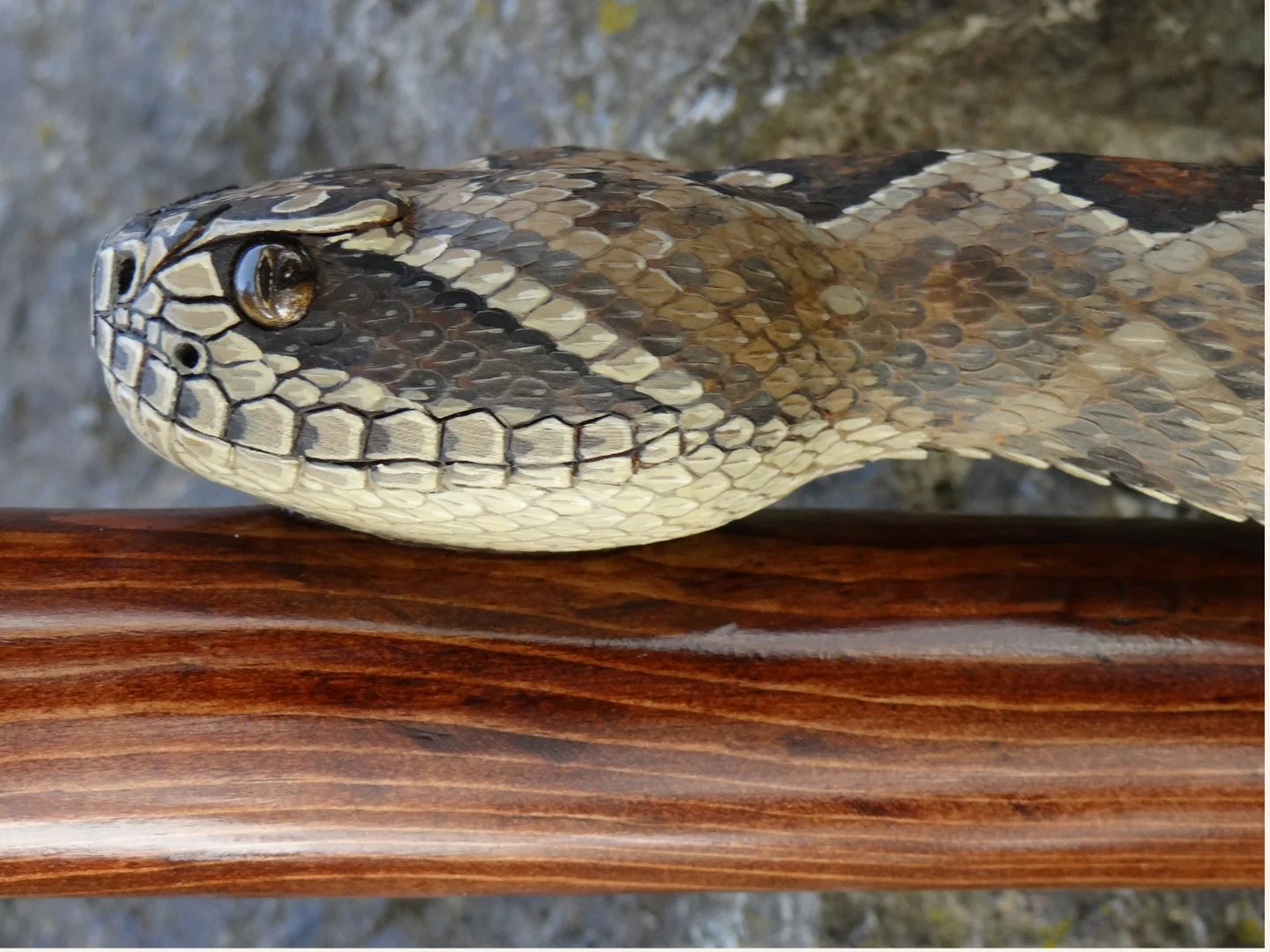Fence Lizarrd rattler Squarespace 4.jpg