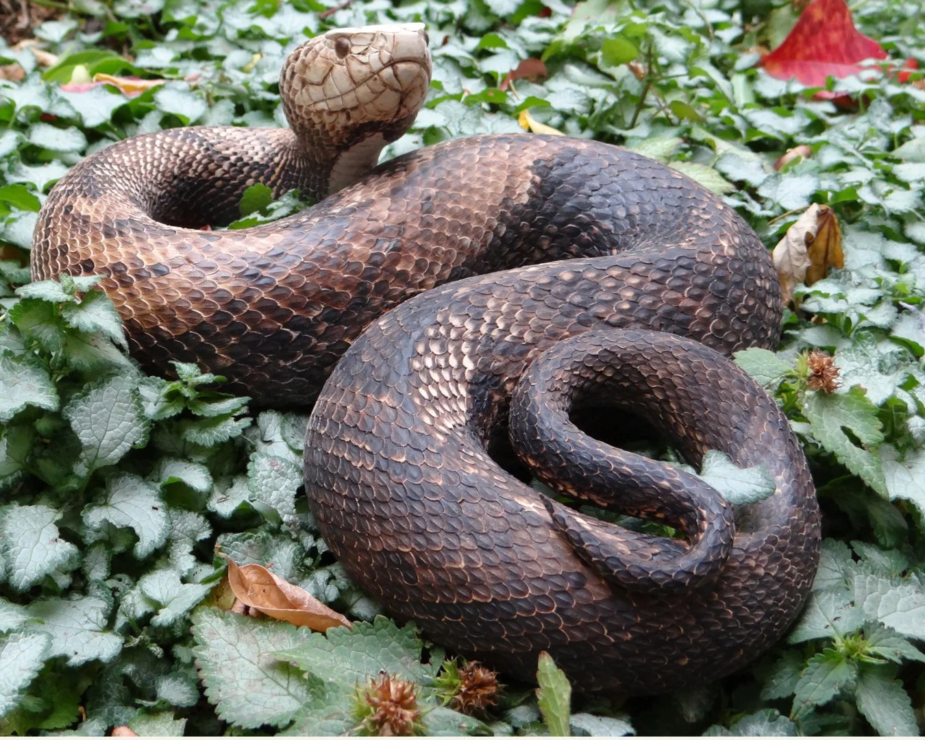 Swamp Moccasin Squarespace 3.jpg